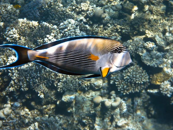Fisk i Röda havet — Stockfoto