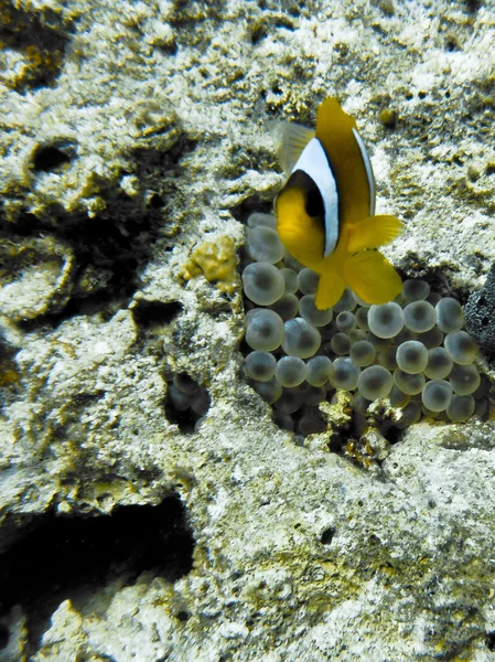 Fish in Red Sea — Stock Photo, Image