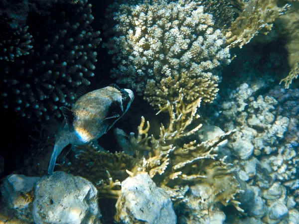 Fish in Red Sea — Stock Photo, Image