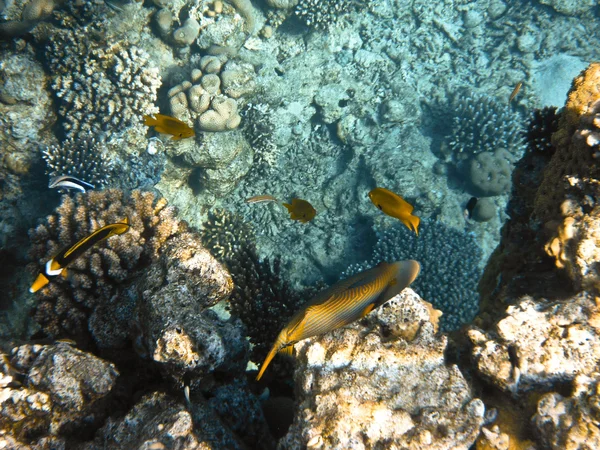 Ryby v Rudém moři — Stock fotografie
