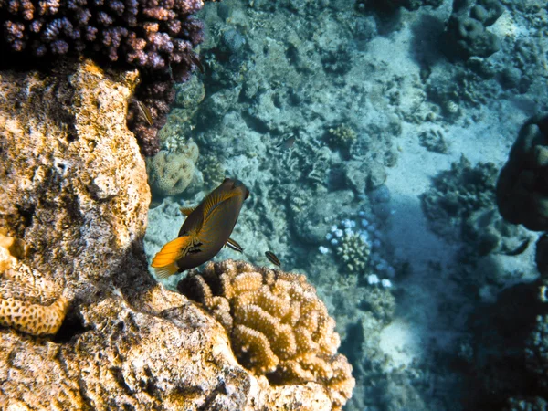 Peces en el Mar Rojo —  Fotos de Stock