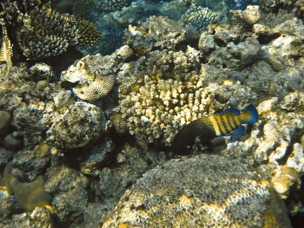 Peces en el Mar Rojo — Foto de Stock