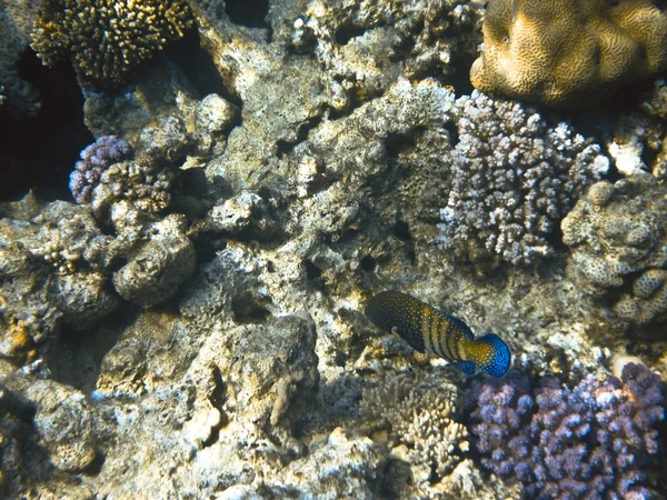 Peixe no Mar Vermelho — Fotografia de Stock