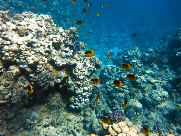 Peces en el Mar Rojo — Foto de Stock