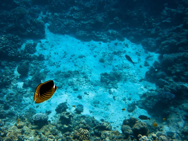 Peces en el Mar Rojo — Foto de Stock