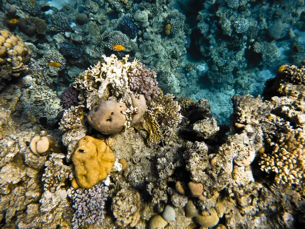 Fish in Red Sea — Stock Photo, Image