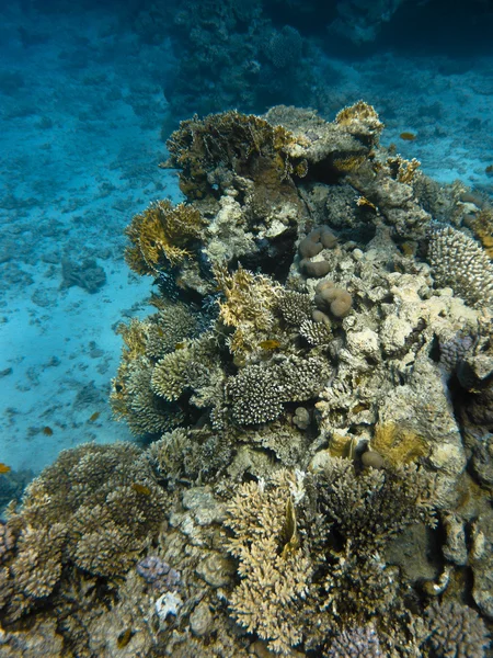 red Sea coralreef