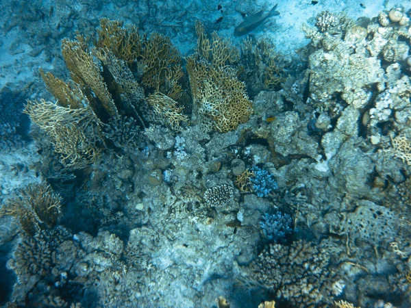 Recifes de Corais no Mar Vermelho — Fotografia de Stock