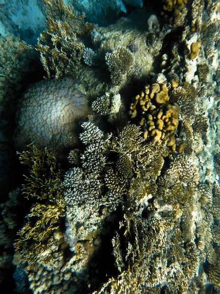 red Sea coralreef