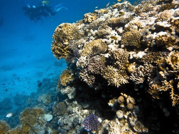 Coralreef in Red Sea — Stock Photo, Image