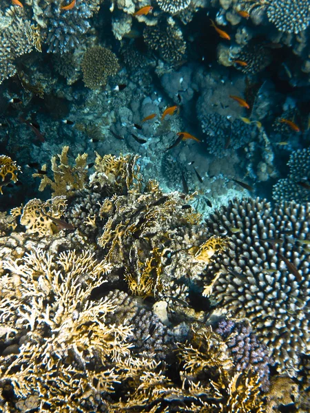 Coralreef in Red Sea — Stock Photo, Image