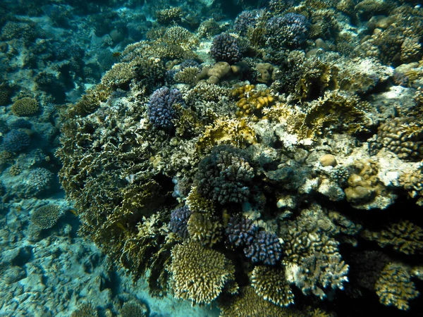 Coralreef in Red Sea — Stock Photo, Image