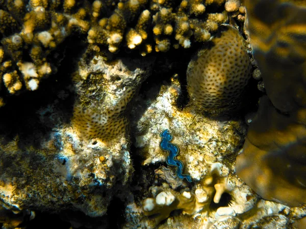 Coralreef in de rode zee — Stockfoto