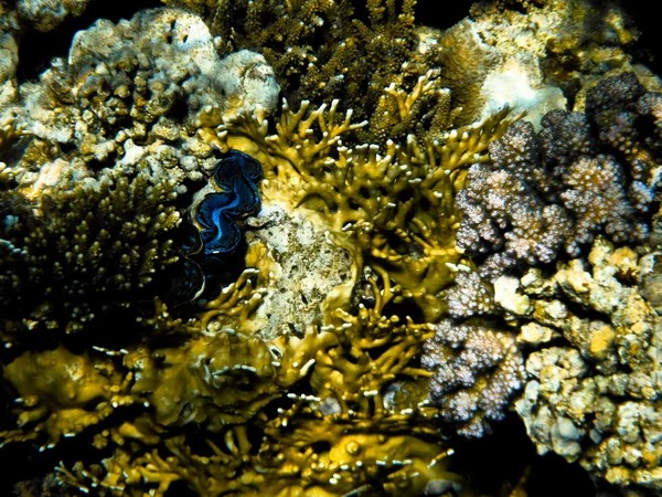 Arrecife de coral en el Mar Rojo —  Fotos de Stock