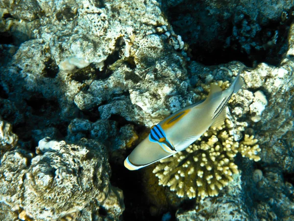 Rhinecanthus assasi in Red Sea — Stock Photo, Image