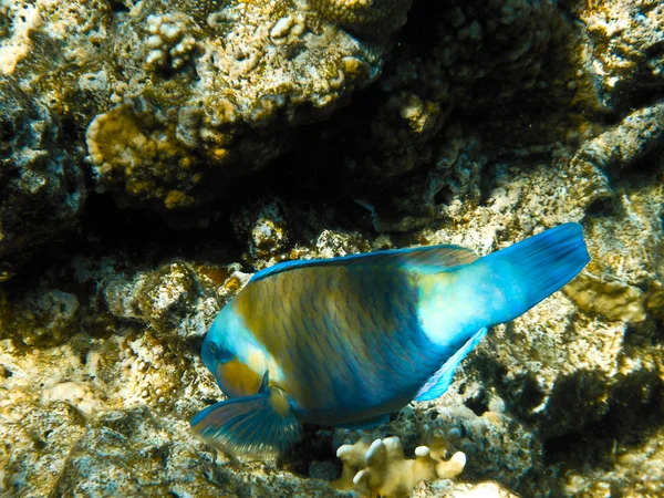 Scarus in Red Sea — Stock Photo, Image