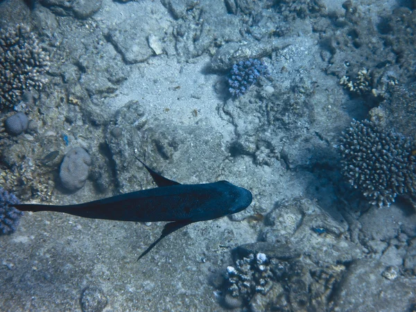 Poissons en Mer Rouge — Photo