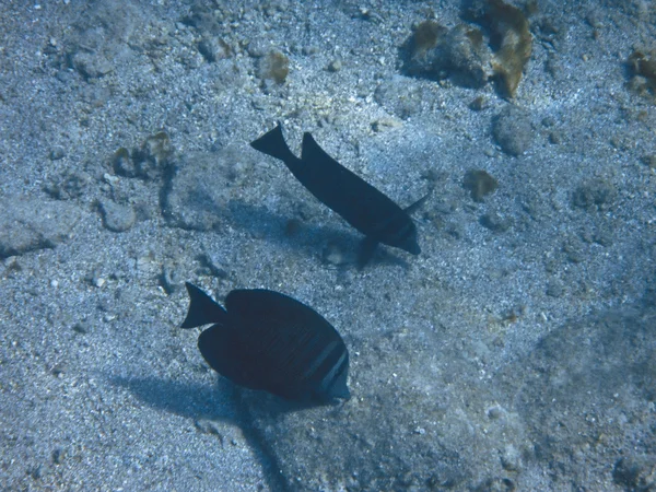 Fisk i Röda havet — Stockfoto