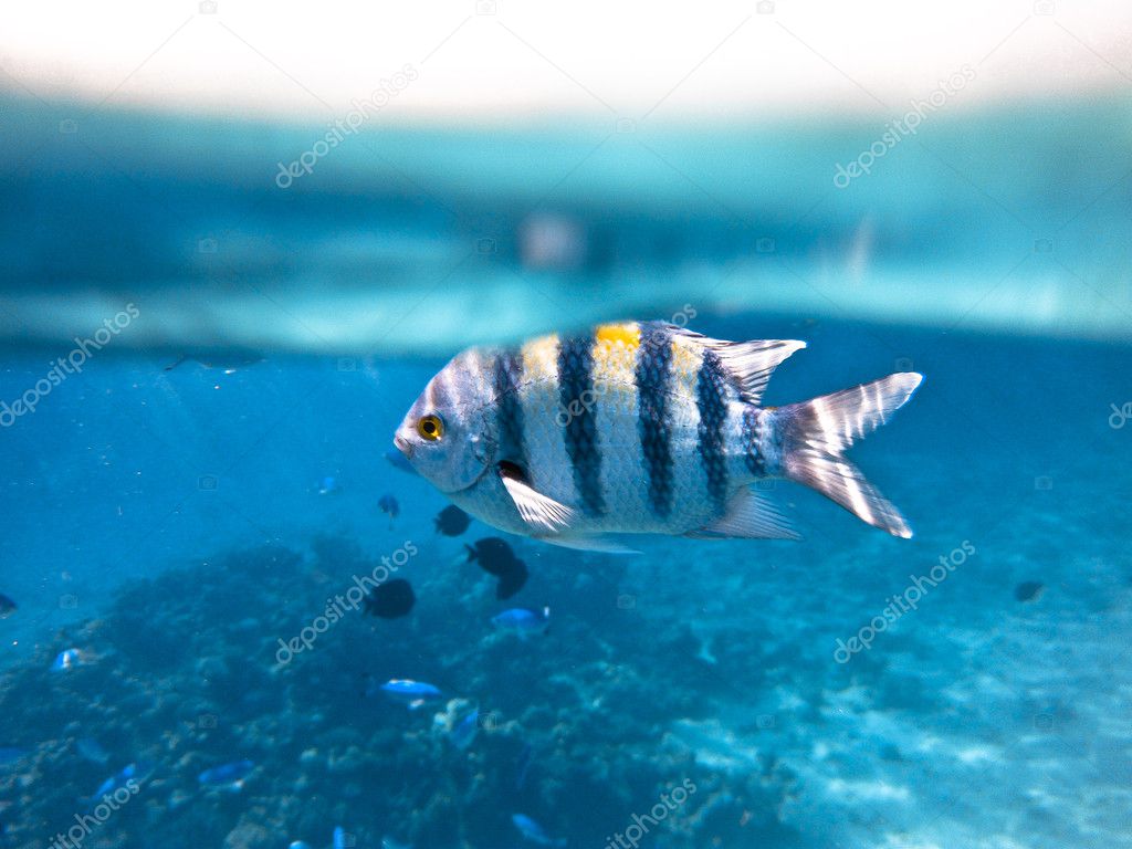 Fish in Red Sea