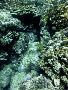 kızıl denizde balık