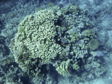 kızıl denizde balık