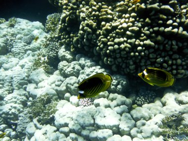 kızıl denizde balık