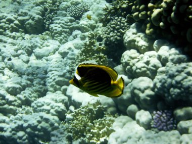 kızıl denizde balık