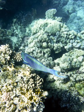 kızıl denizde balık