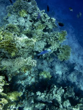 kızıl denizde balık