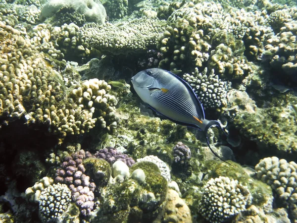 Peces en el Mar Rojo — Foto de Stock