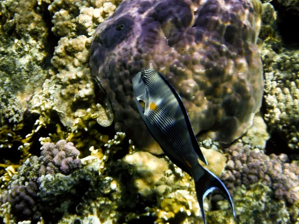 Fish in Red Sea — Stock Photo, Image