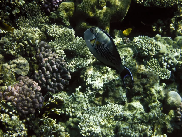 Fisch im roten Meer — Stockfoto