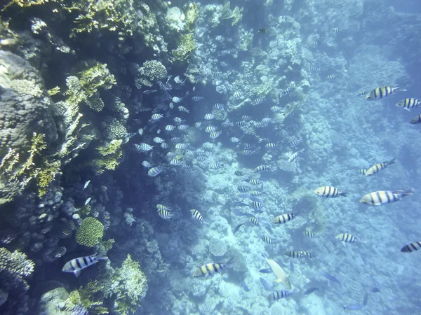 Peces en el Mar Rojo — Foto de Stock