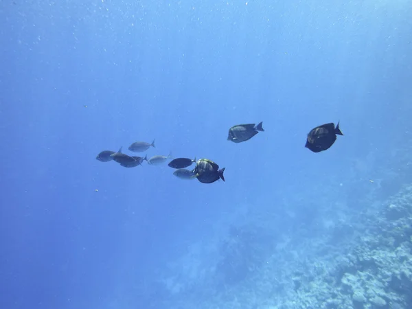 紅海での魚します。 — ストック写真