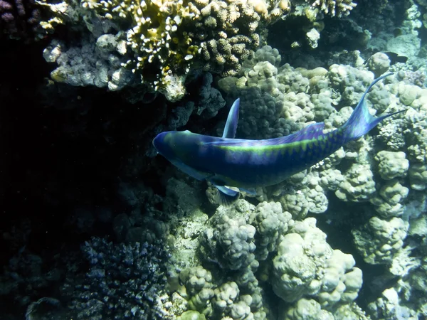 Peces en el Mar Rojo — Foto de Stock