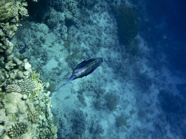 Ryby v Rudém moři — Stock fotografie
