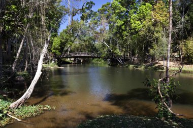 Vietnam tropikal ormanlarda