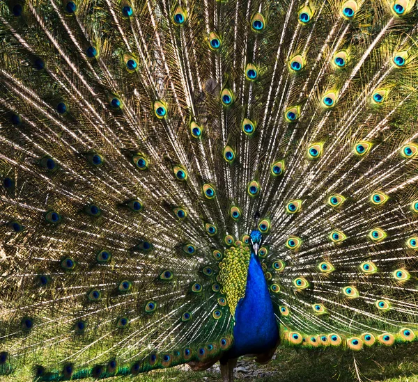 Der Pfau — Stockfoto