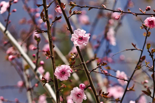 Kirschblüte — Stockfoto