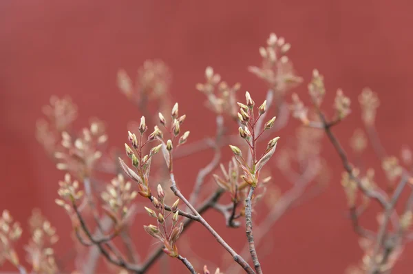 Brotes de primavera — Foto de Stock