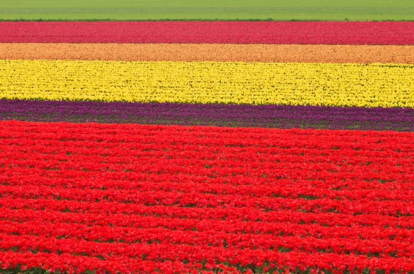 Prado da tulipa — Fotografia de Stock