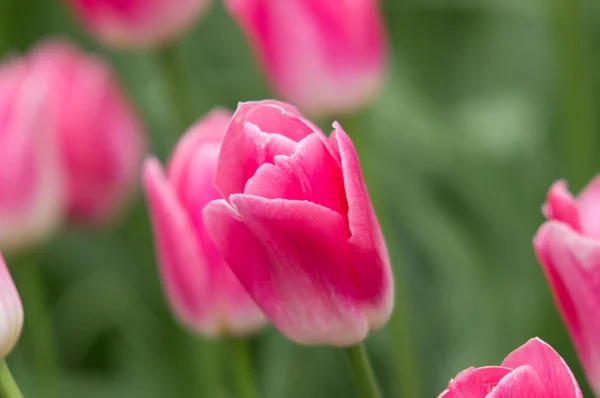 Een paarse tulp — Stockfoto