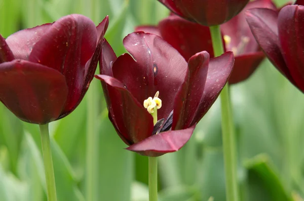 Tulipa púrpura profunda — Fotografia de Stock