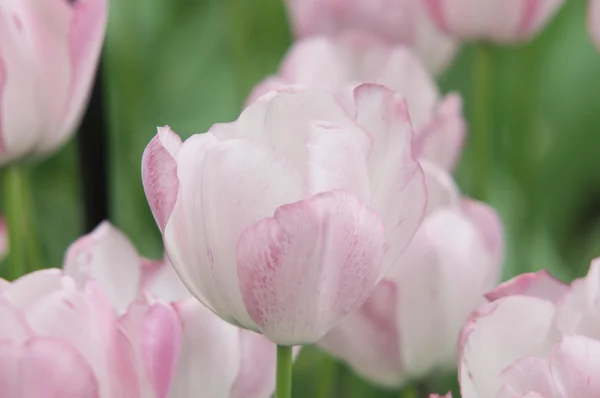 Paars-wit tulpen — Stockfoto