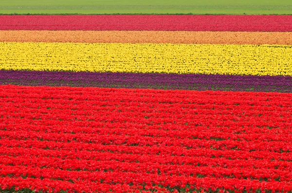 Tulip äng Stockbild