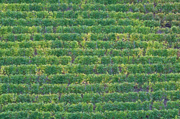 Cochem vingård — Stockfoto