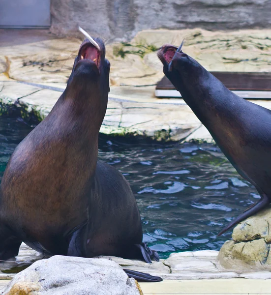 Seals catching fish — Stock Photo, Image