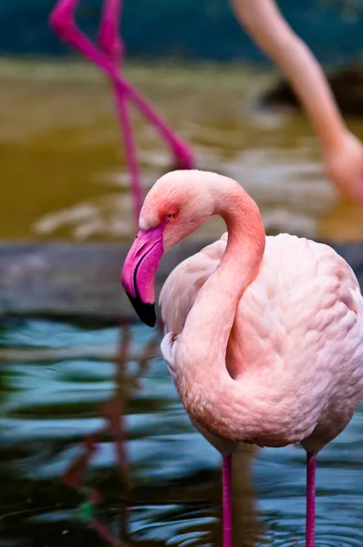 Rosa flamingo — Stockfoto