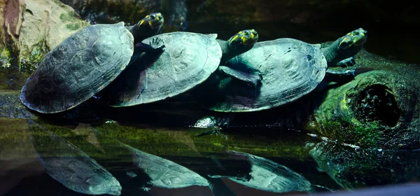 三只海龟 — 图库照片