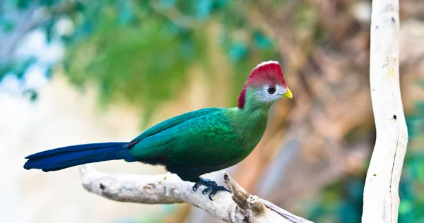 Seltener Vogel — Stockfoto